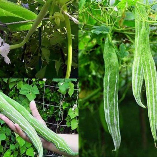 [ SP Mới Về] - Hạt giống mướp rắn  giá rẻ