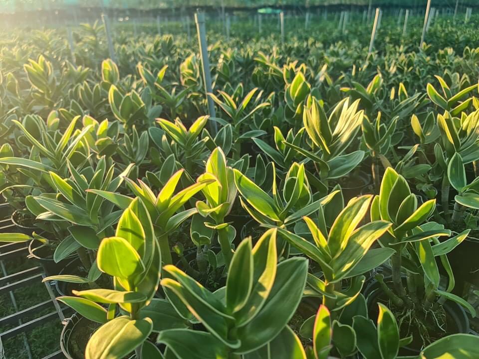 HOA LAN DENRO CHỚP LÁ BIÊN MÊKONG XANH