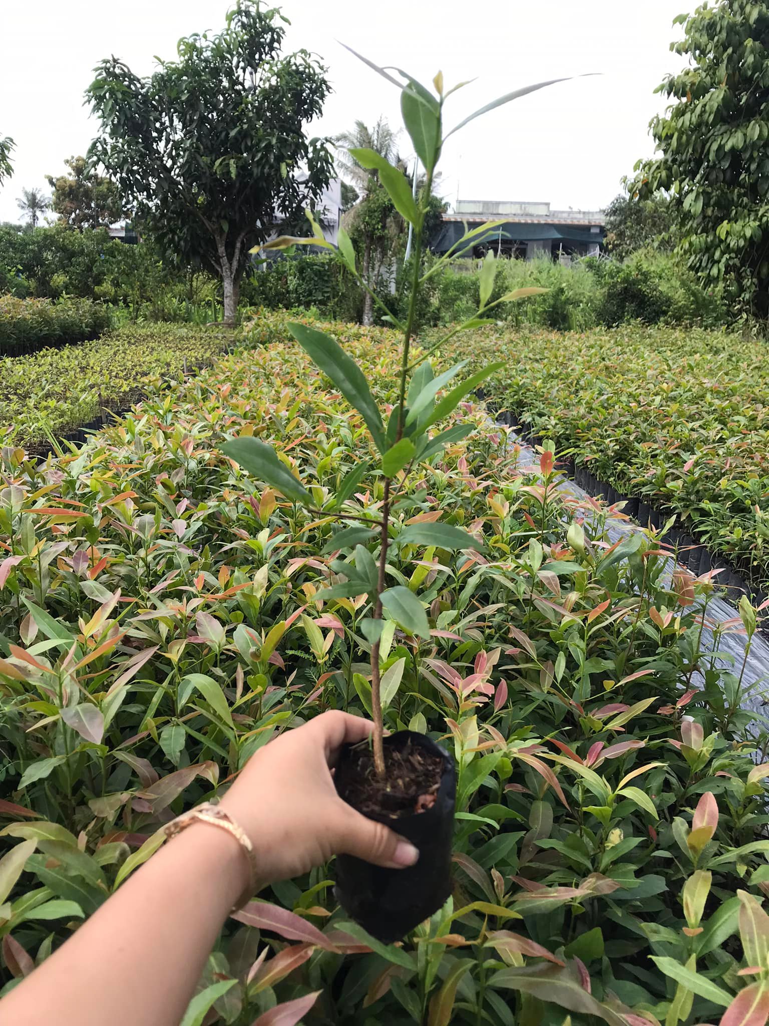 Cây Mai Con Quấn Rễ Cao Từ 30cm Đến 35cm