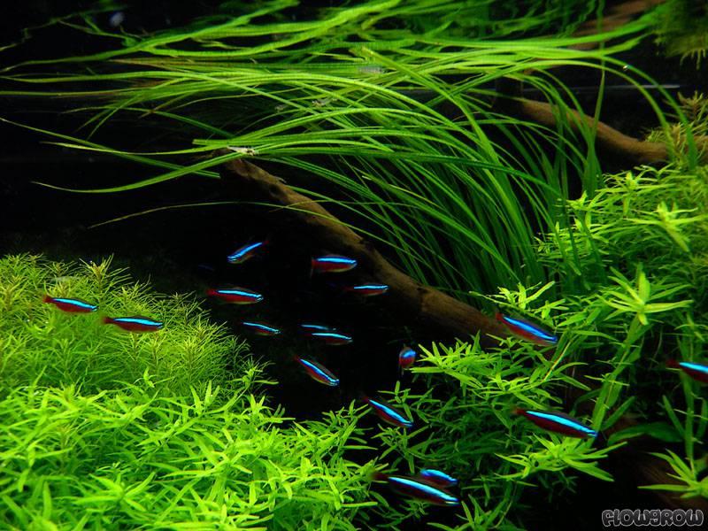 Hae Thang - Vallisneria Americana (12 Plants)
