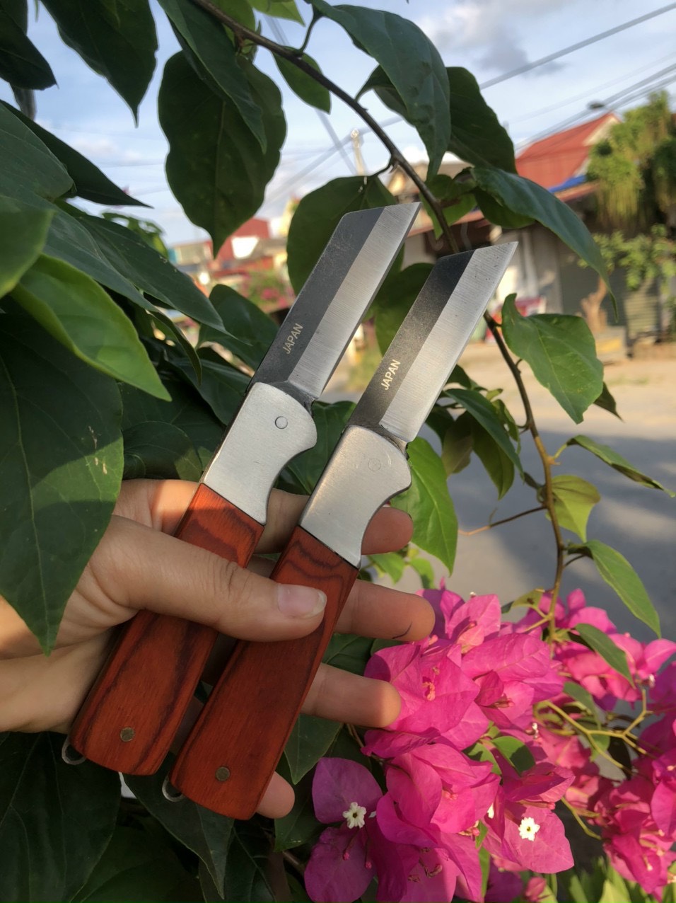 Dao ghép cây ăn quả, cây cảnh