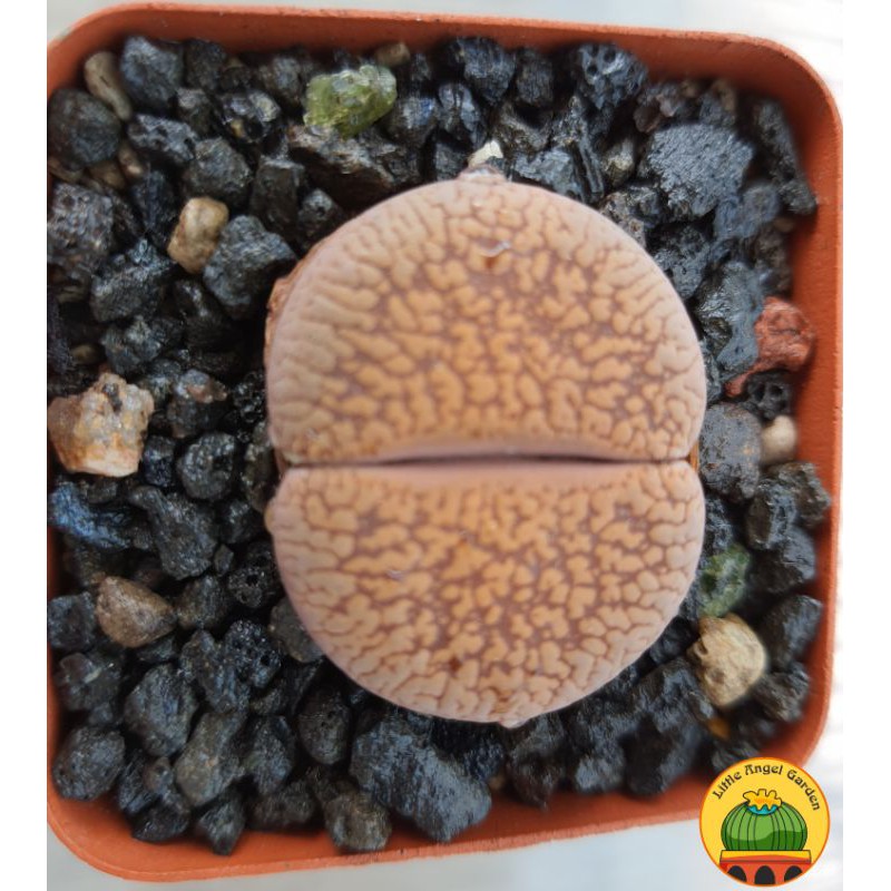 1 sen mông | Lithops | thạch lan dòng Hookeri dễ chăm nhất, giá rẻ