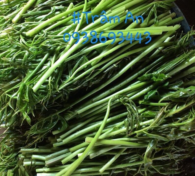 Rau móp chua 1,3kg  (không tính nước)