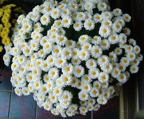 50 Hạt giống hoa Cúc chi trắng lùn