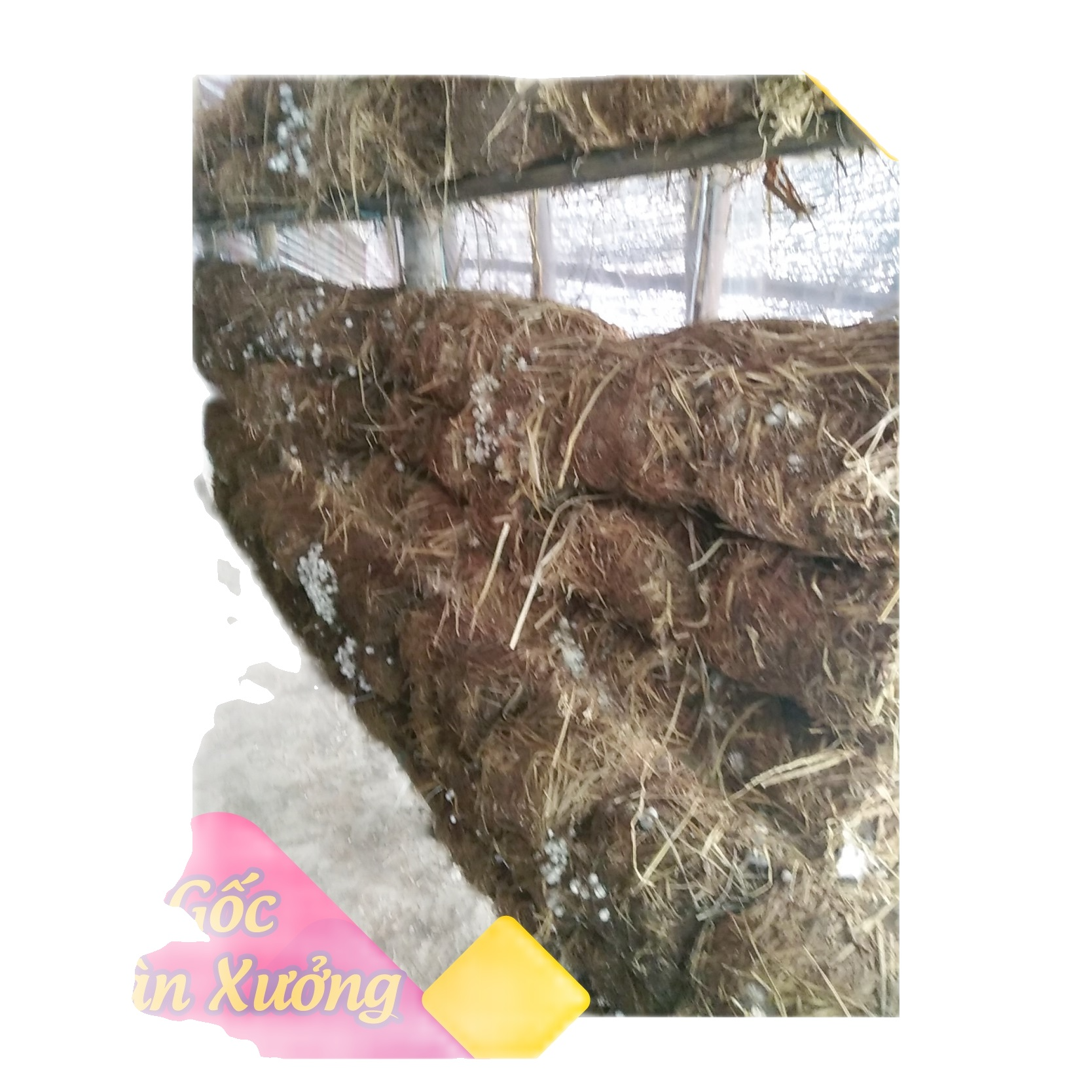 Meo giống nấm rơm bộ combo 5 bịch