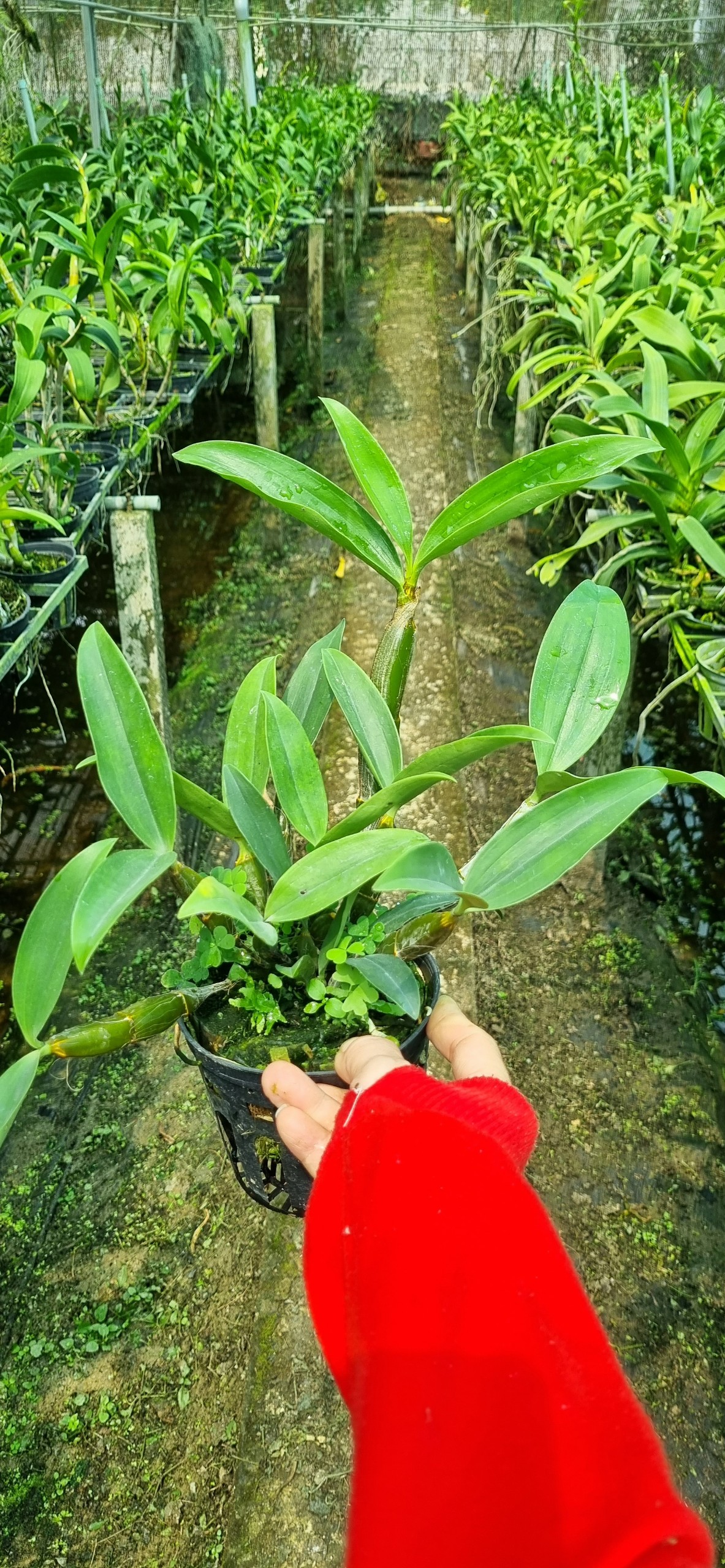HOA LAN KIỀU
