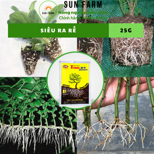 Siêu ra rễ kích rễ 25g