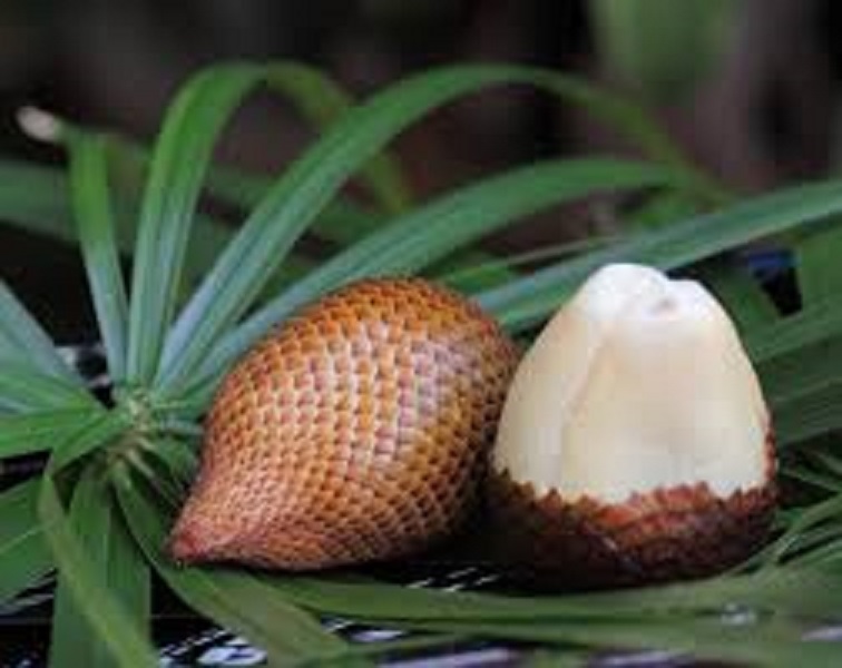 Cây MÂY THÁI, cây to khỏe, cây giống giá trị kinh tế cao