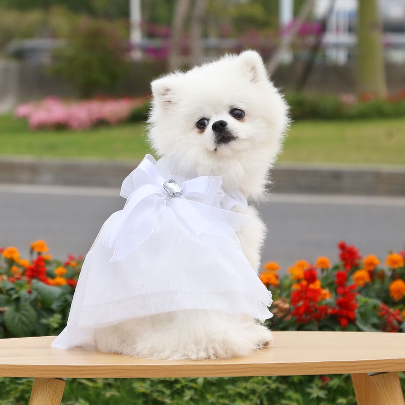 Áo vest và váy đám cưới dành cho chó mèo