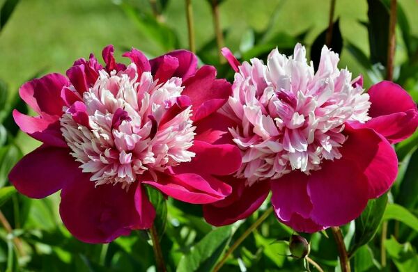 Giống hoa mẫu đơn kép