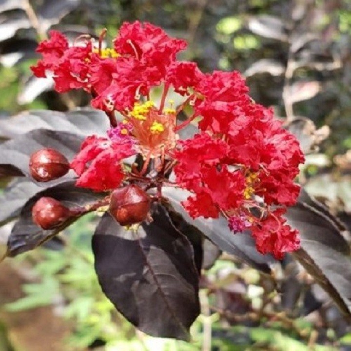 Cây hoa tường vi huyết long - hoa đỏ lá đỏ