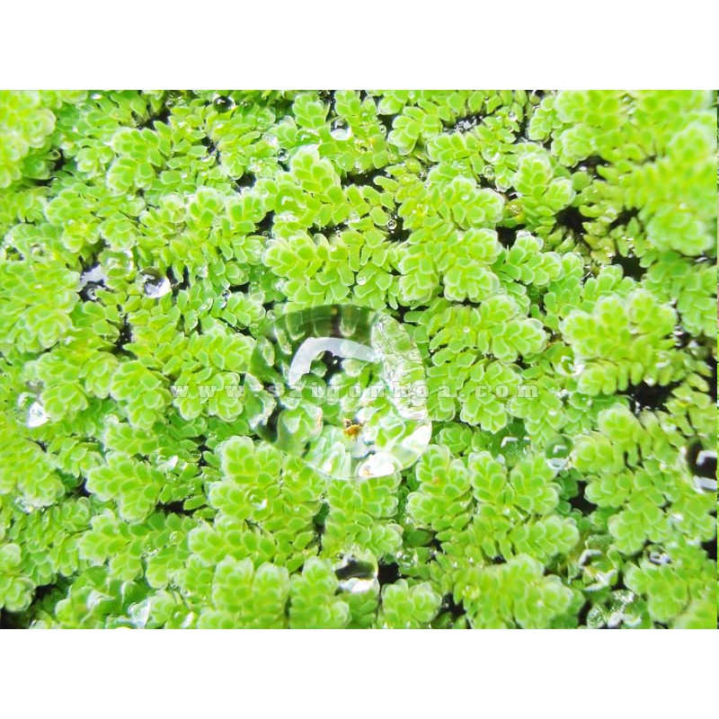 Bèo Hoa Dâu - Thuỷ Sinh (100g)