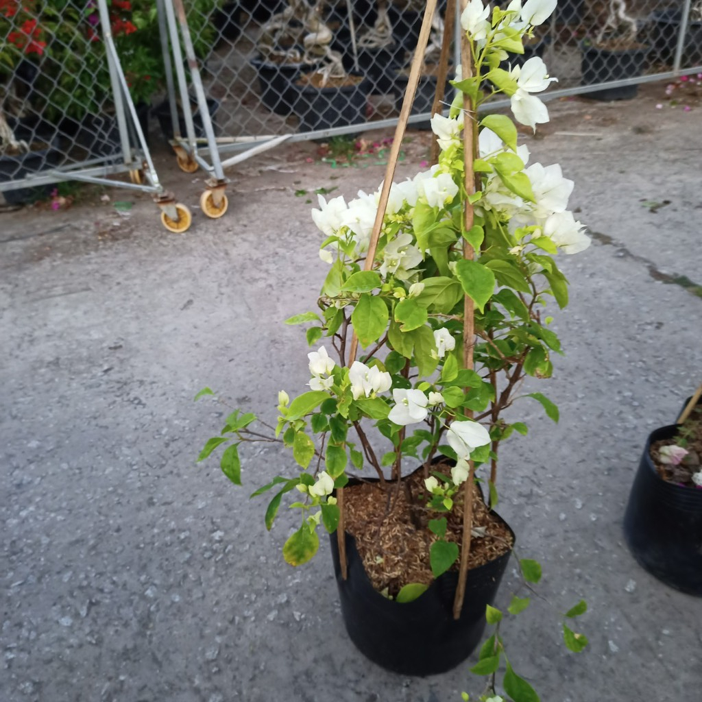 Chậu cây bông giấy hoa trắng C10