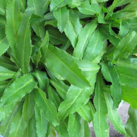 Hạt giống ngò gai -  mùi tàu VTP64 | Vạn Tín Store