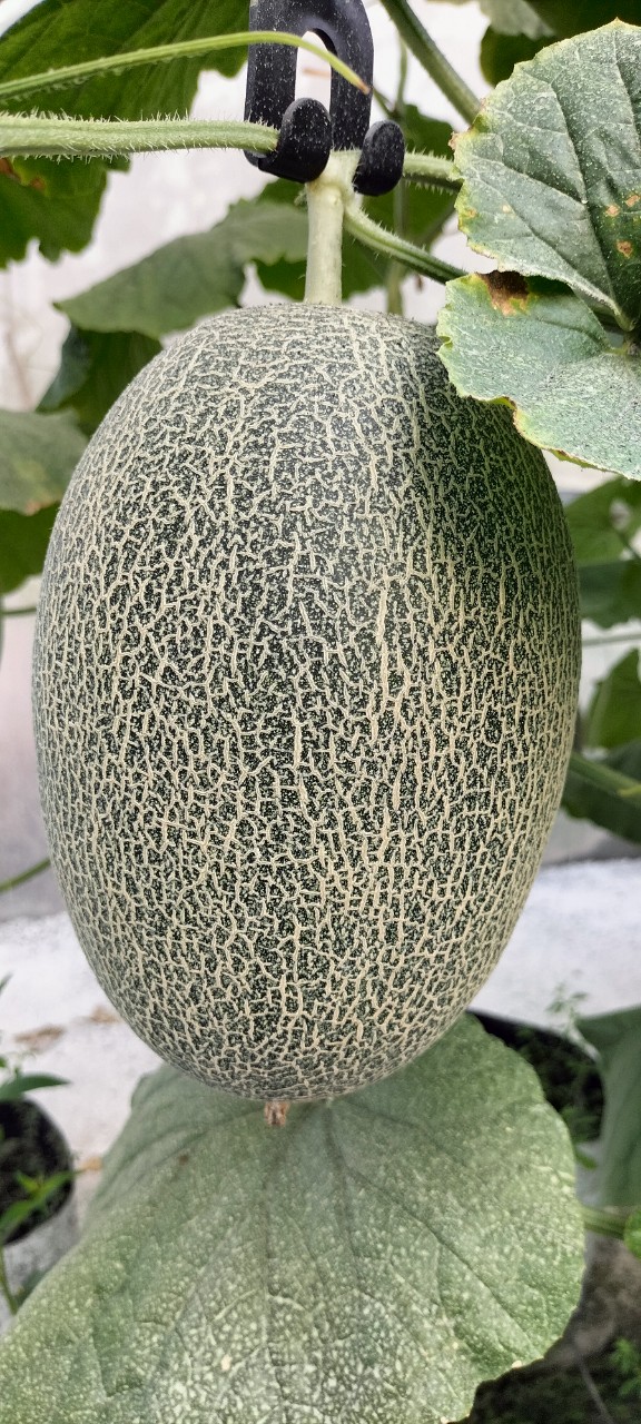 Hạt giống dưa lưới Mật KF Siêu Ngọt, Trái To_KIEUFARM_ Gói 10gram (295 - 312 hạt)