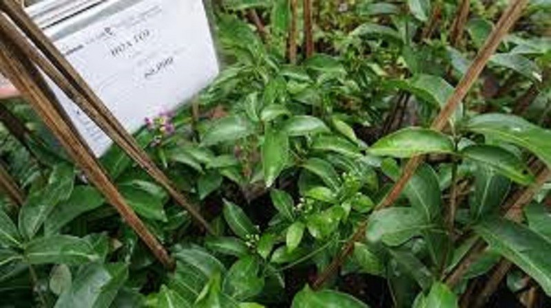 Cây giống hoa lan tỏi