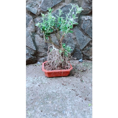 Bạch Tuyết Mai Bonsai