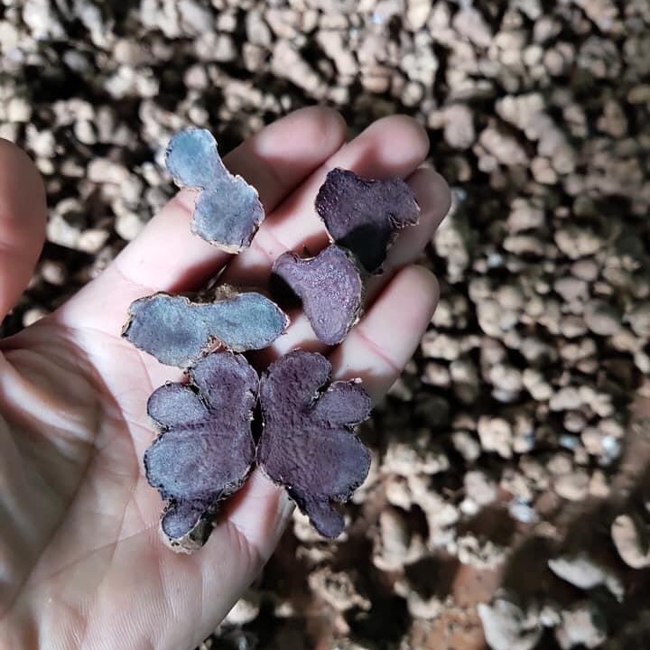 [0,5kg] Gừng đen chuẩn giống( Ngải đen - Ngải tím) tươi