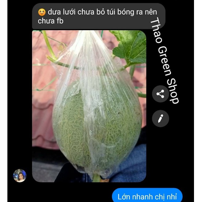 100h - hạt giống dưa lưới f1 tl3