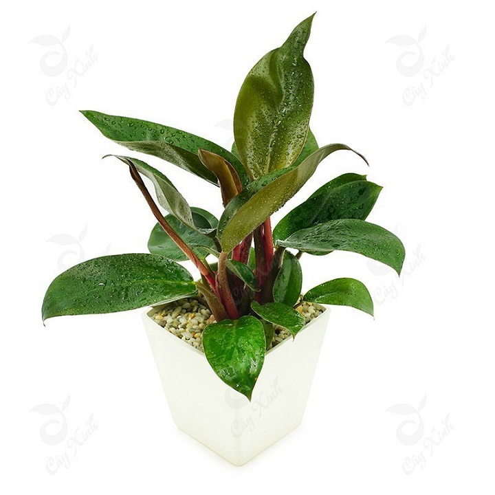 CHẬU CÂY TRẦU BÀ ĐẾ VƯƠNG TÍM( TRẦU BÀ ĐẾ VƯƠNG ĐỎ),LOÀI CÂY SANG TRỌNG, QUÝ PHÁI, VƯỢNG TÀI LỘC