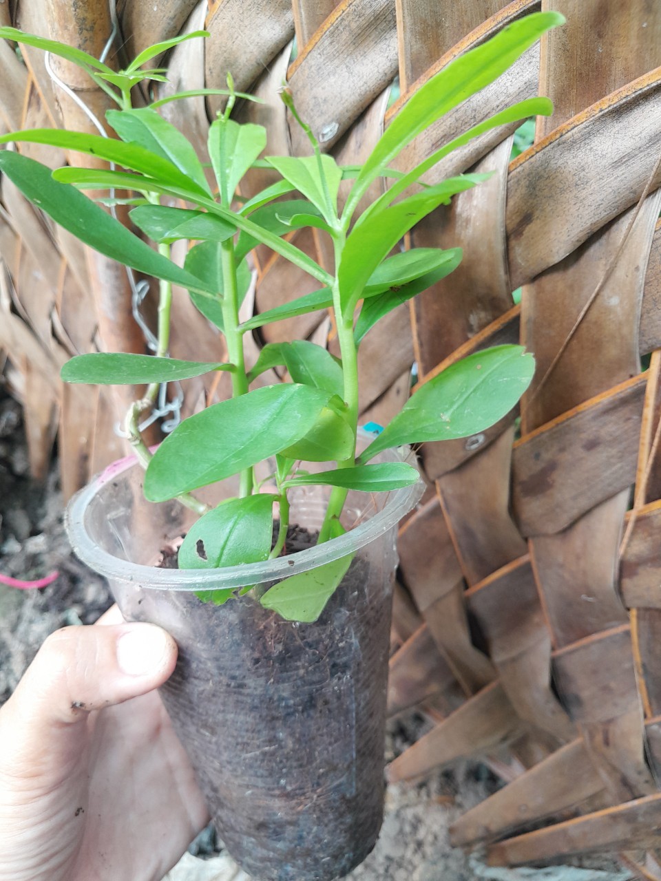 Cây Rau Sâm Đất Giống, chậu cây như ảnh chụp