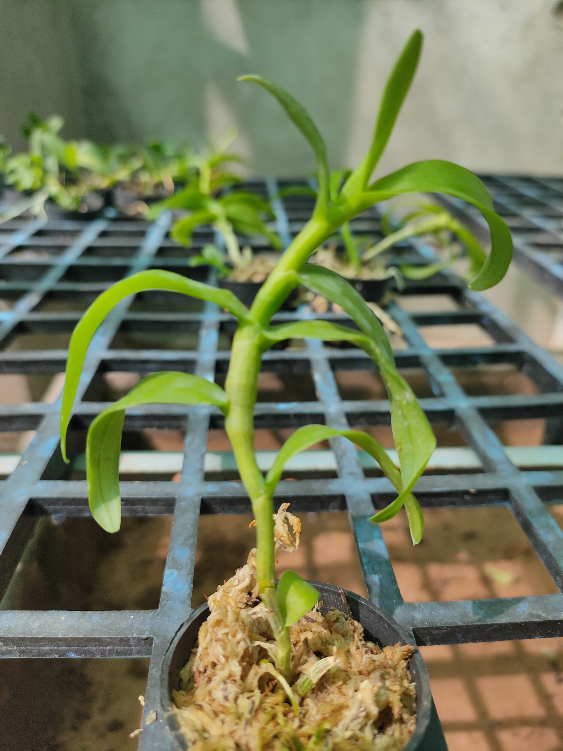 Phi điệp 5ct phú thọ hàng gieo hạt