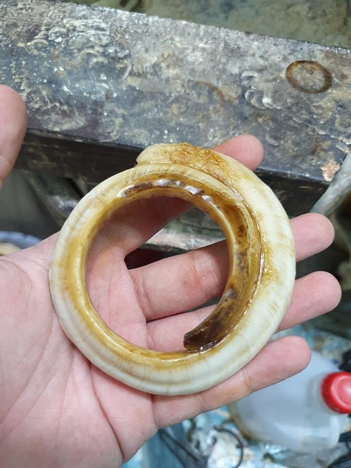 vòng tay nanh heo