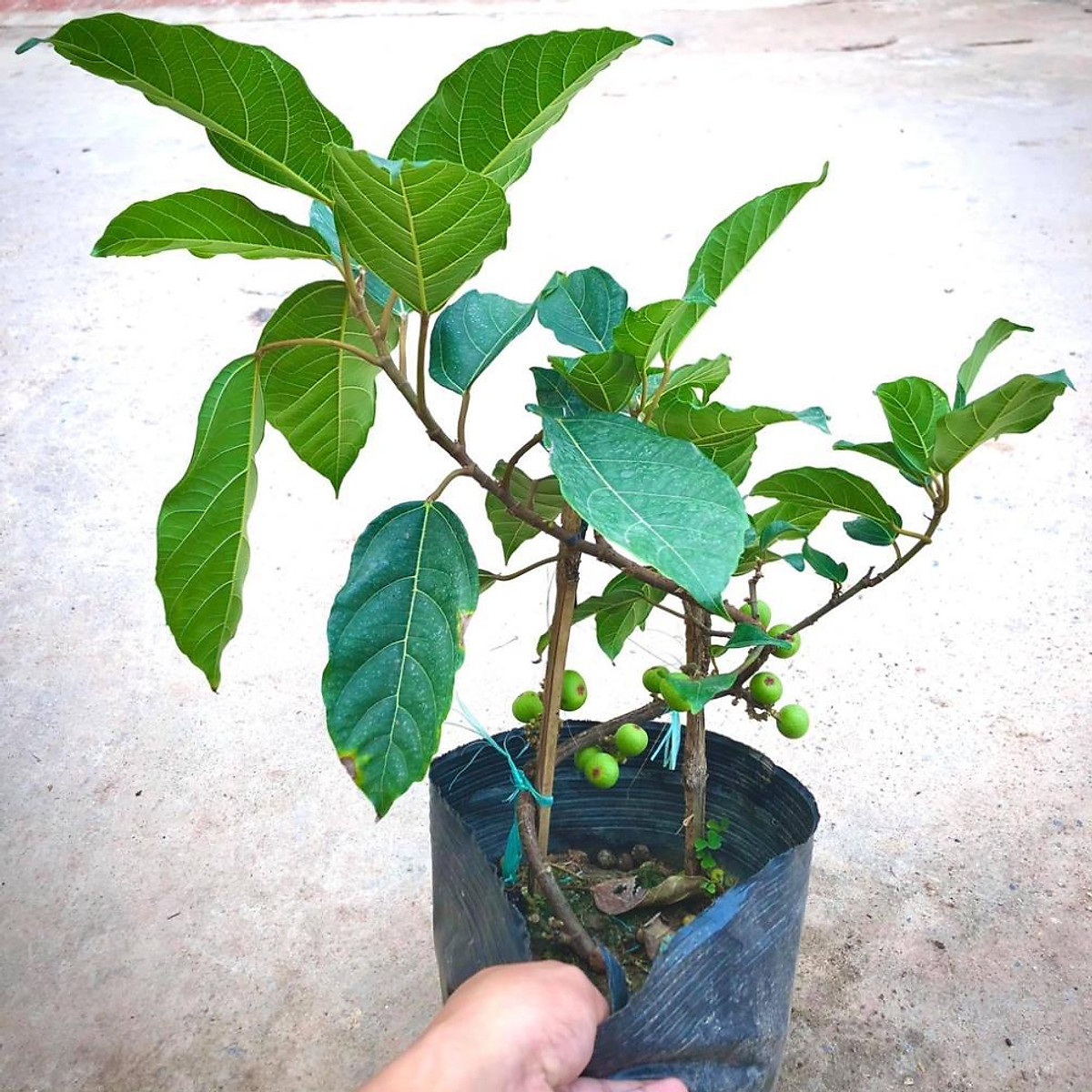 Cây sung nếp siêu quả giống mới cao 50 cm