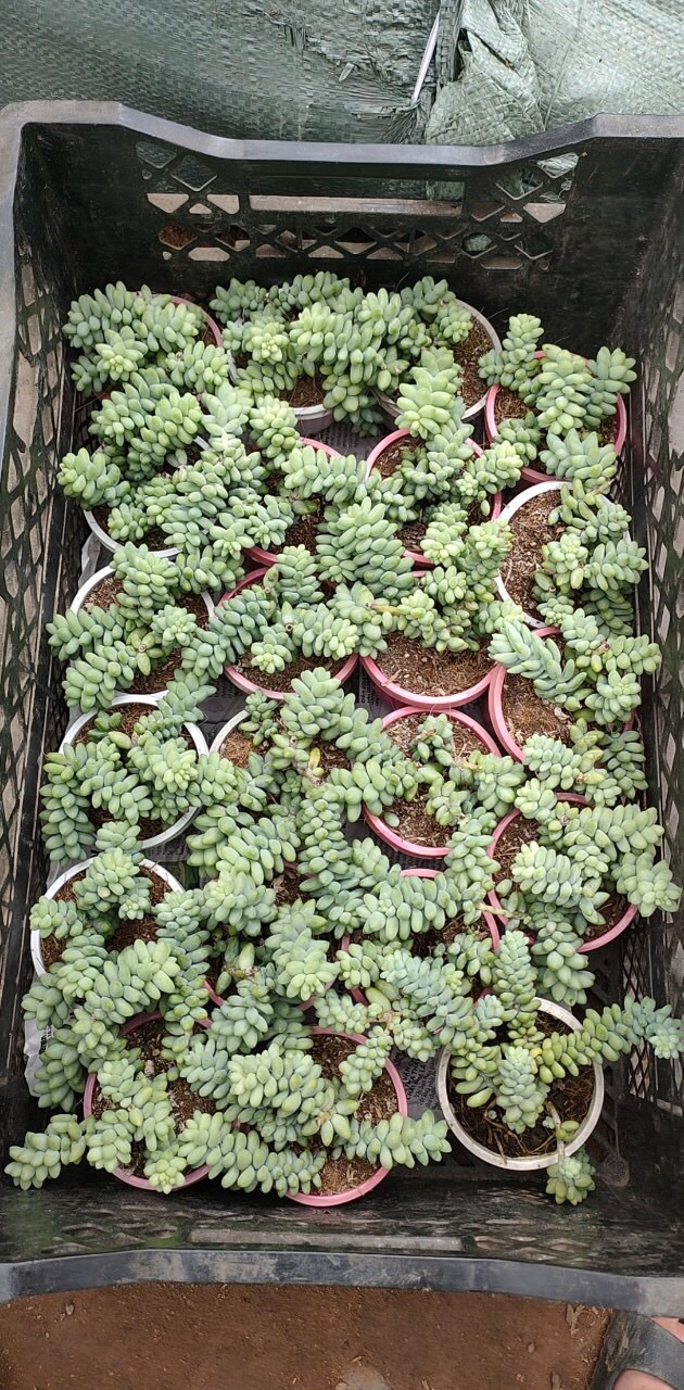 Chuỗi Ngọc 50k/chậu