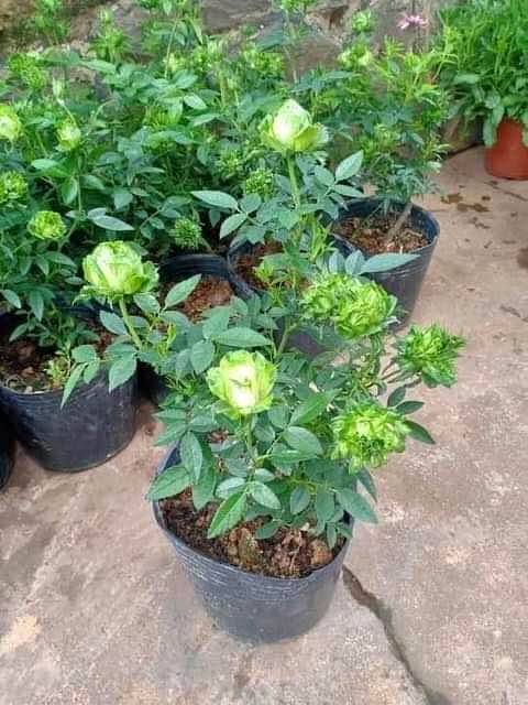 Cây giống hoa hồng xanh (hết hoa)