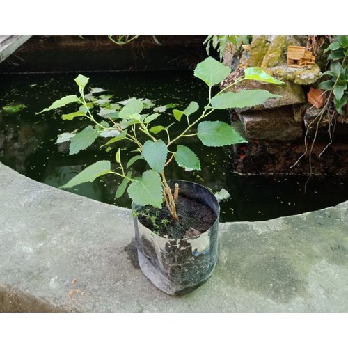 Cây Dâu Tằm - Cây cảnh sân vườn