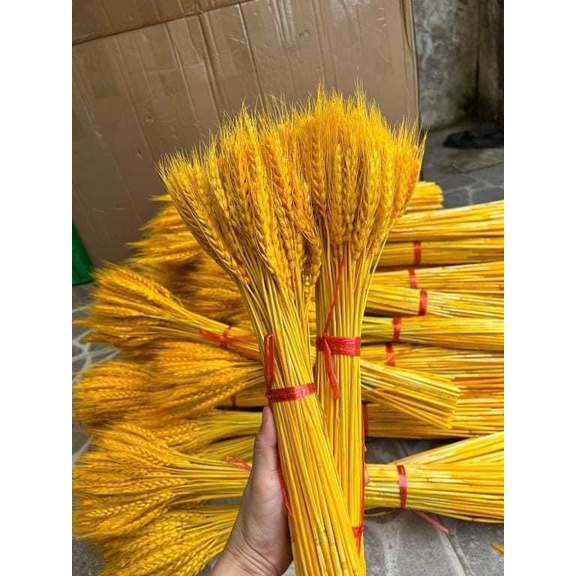 100 BÔNG LÚA MẠCH VÀNG