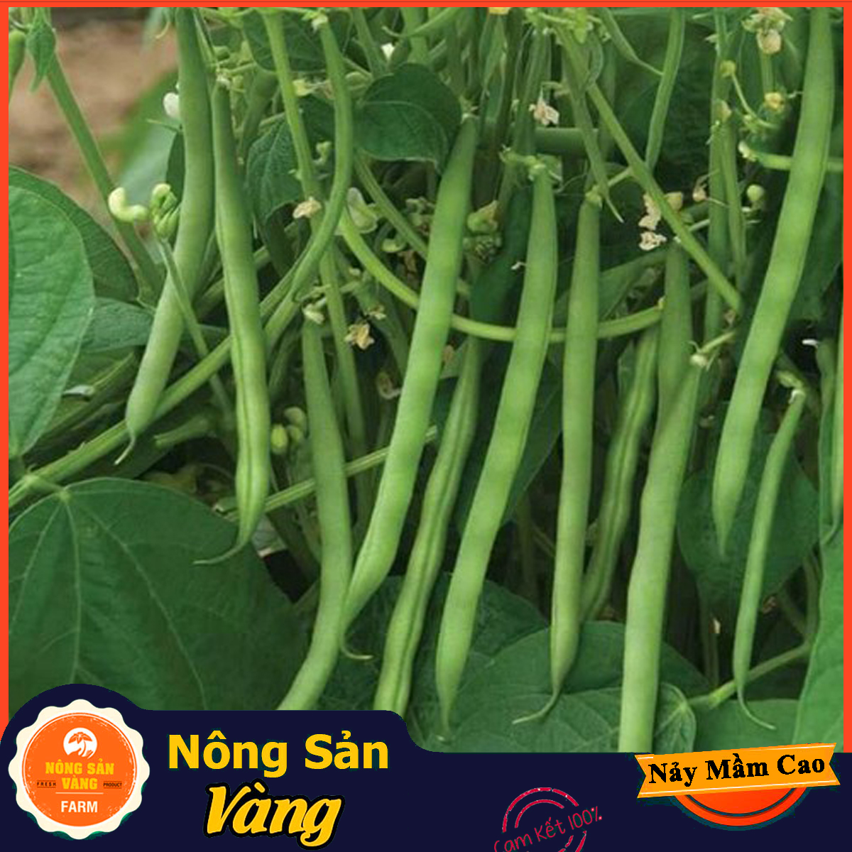 Accessary pearly mussel seed, healthy, dusty, white bean, green seed -shallow yellow