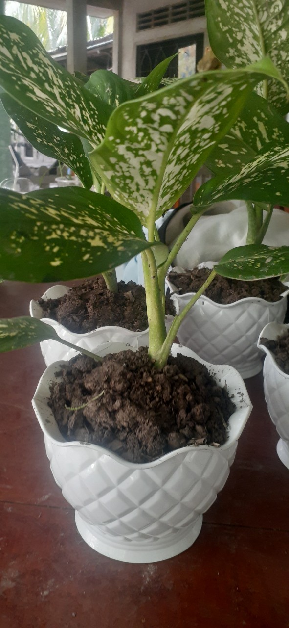 Cây Vạn Niên Thanh Để Bàn Làm Việc