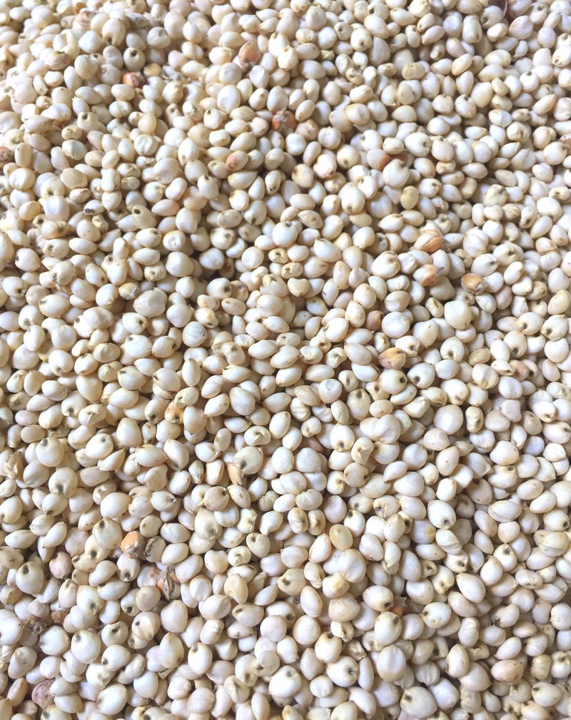 hạt bobo đỏ - ý dĩ 1kg