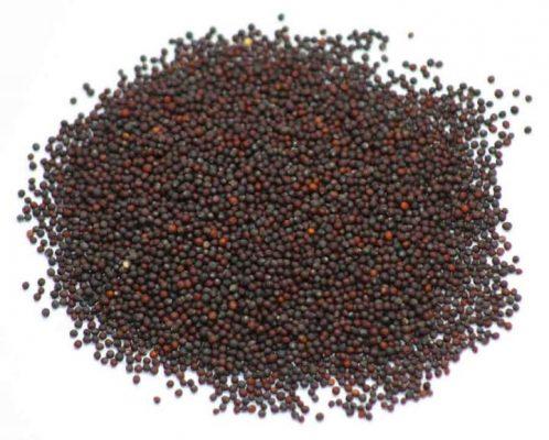 Hạt giống cải xanh baby 20gr (cải ngọt cọng xanh)