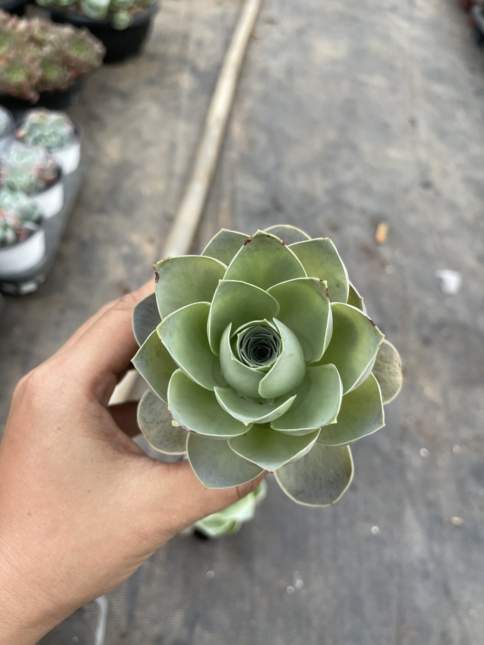 Chậu sen đá hoa hồng - Greenovia