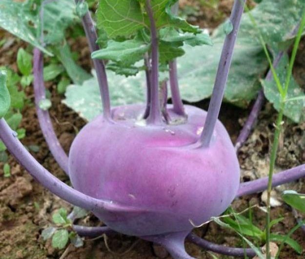 "Gói 0.2Gr=160Hạt " Hạt Giống Su Hào Tím - Nảy Mầm Cực Chuẩn