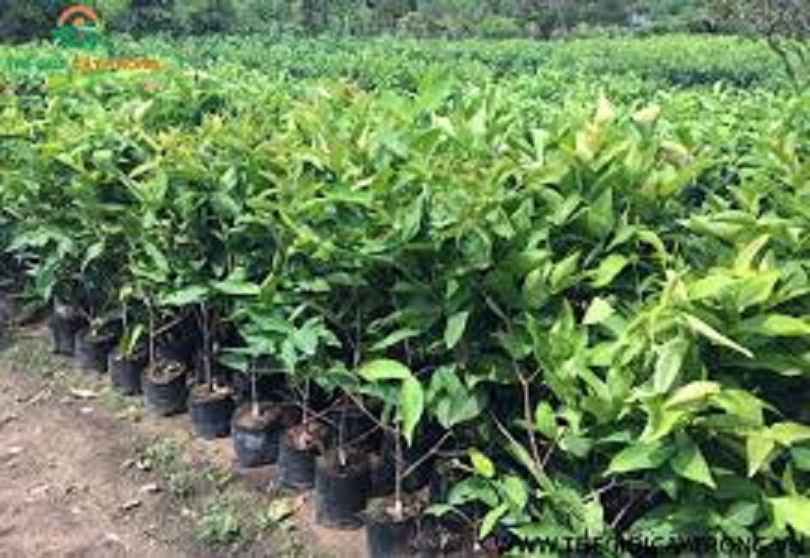 CÂY GIỐNG ROI ĐỎ THÁI LAN