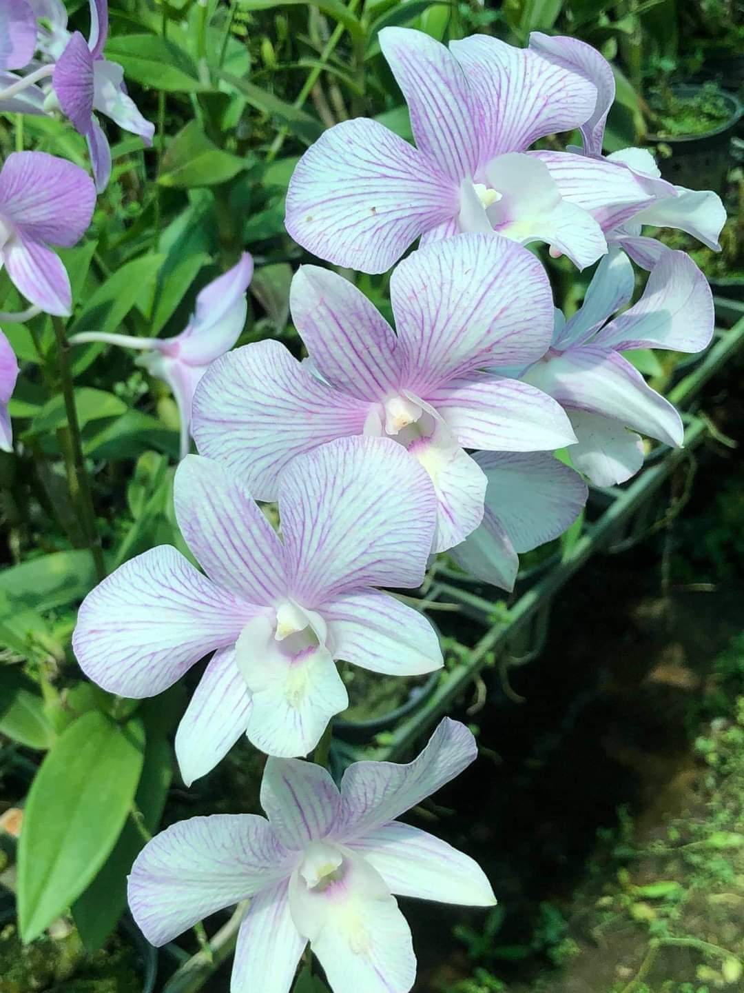 Hoa lan dazang sọc hồng