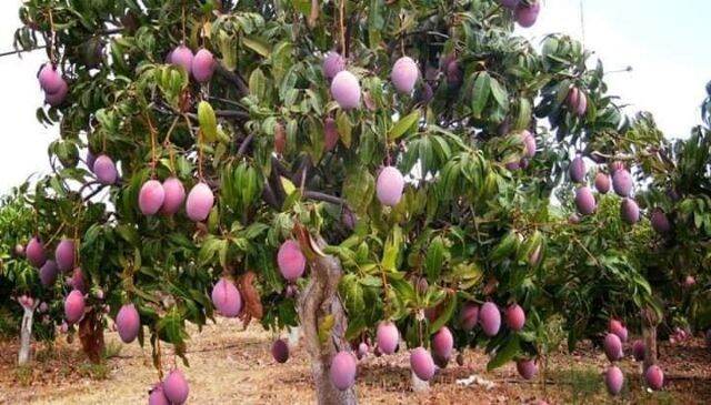 CÂY XOÀI TÍM THÁI (CÂY TỐT TRỒNG CHẬU ĐƯỢC)