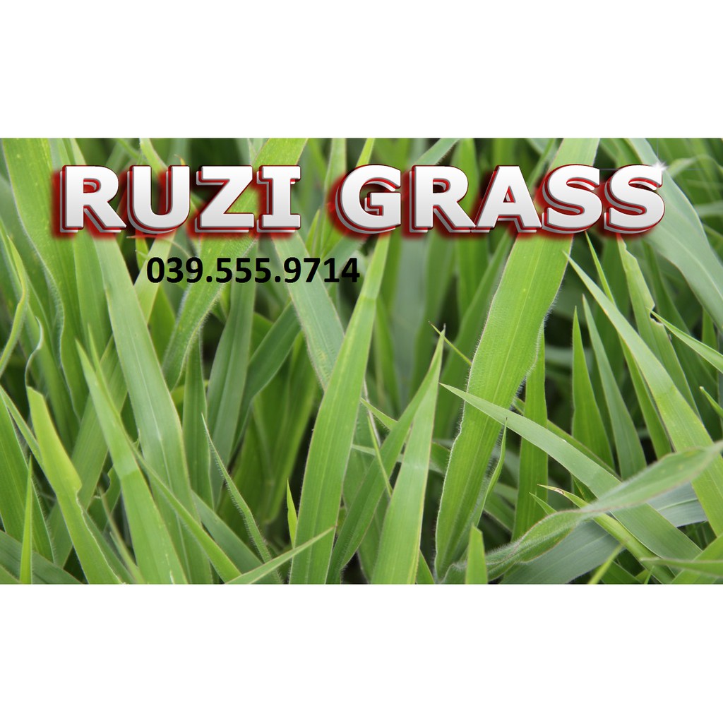 Hạt cỏ sả chịu giẫm đạp ruzi 300g -cỏ chăn nuôi