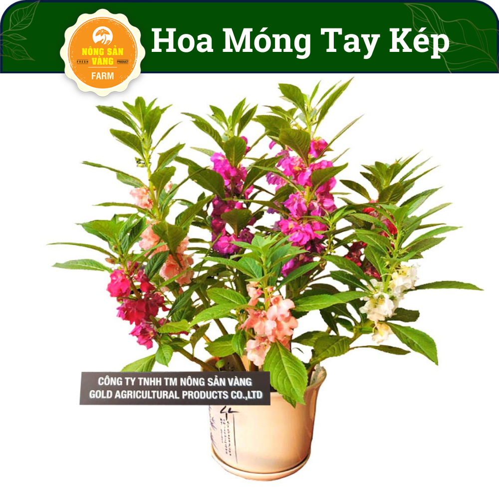 Flower seeds nail dual mix color, flowers bloom lasting ashtray, easy to plant easy-care (pack 50 seeds)-shallow gold