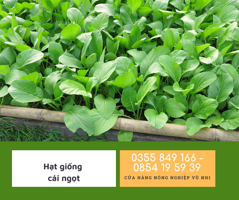 Hạt giống rau cải ngọt 20gr