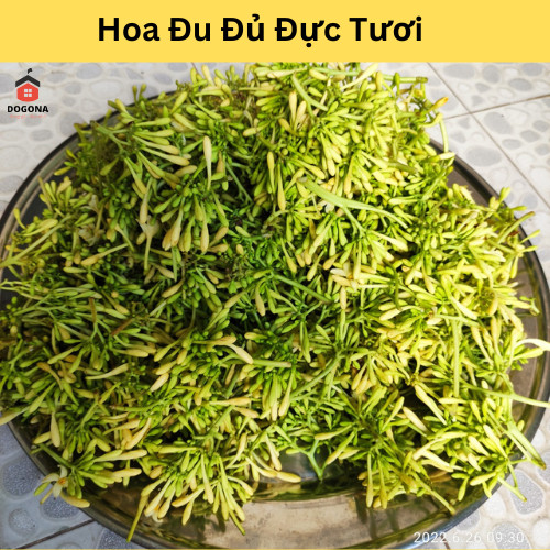 Hoa Đu Đủ Đực Tươi ( Hoa Thu Đủ Đực Tươi) - RẤT TỐT CHO SỨC KHỎE