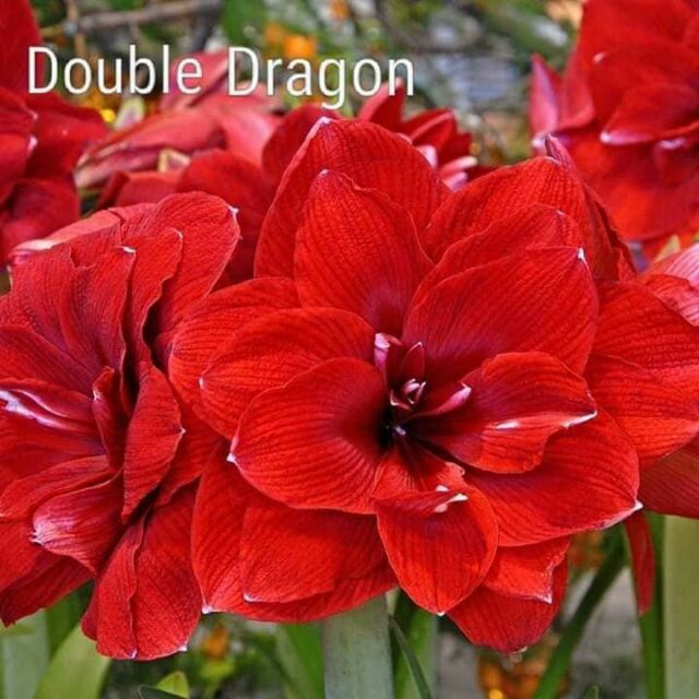 Lan Huệ Double Dragon Size Nhỏ.