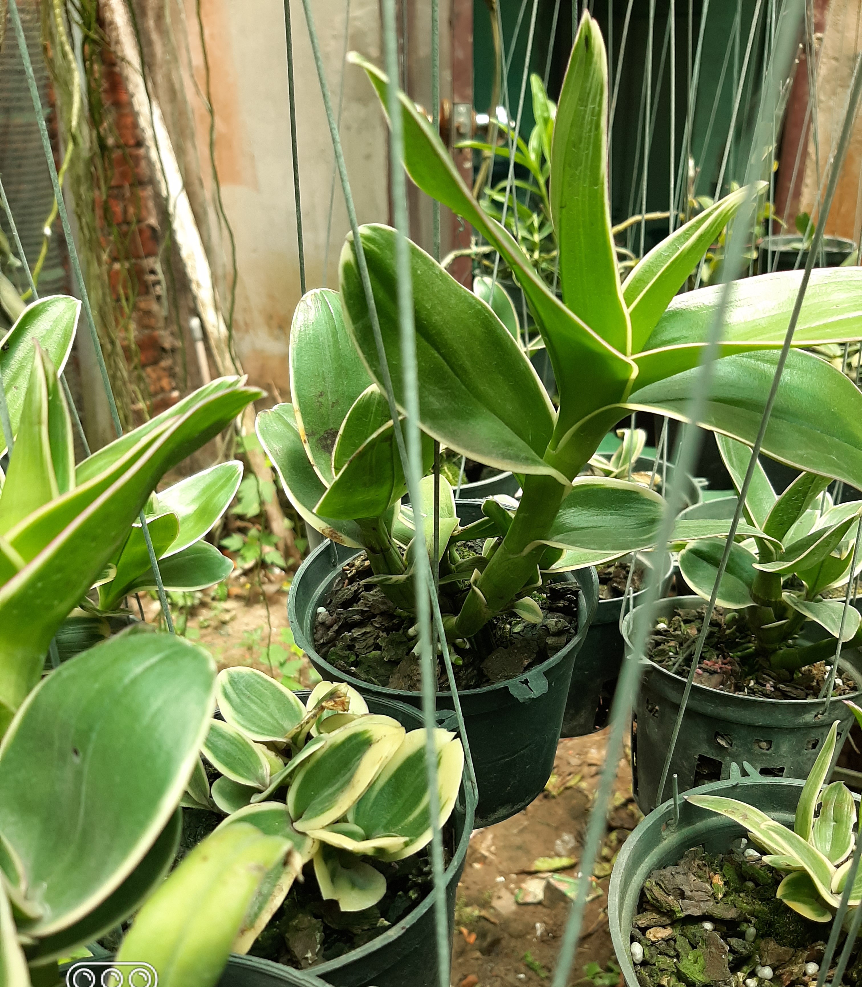 Lan Dendro đột biến lá chớp