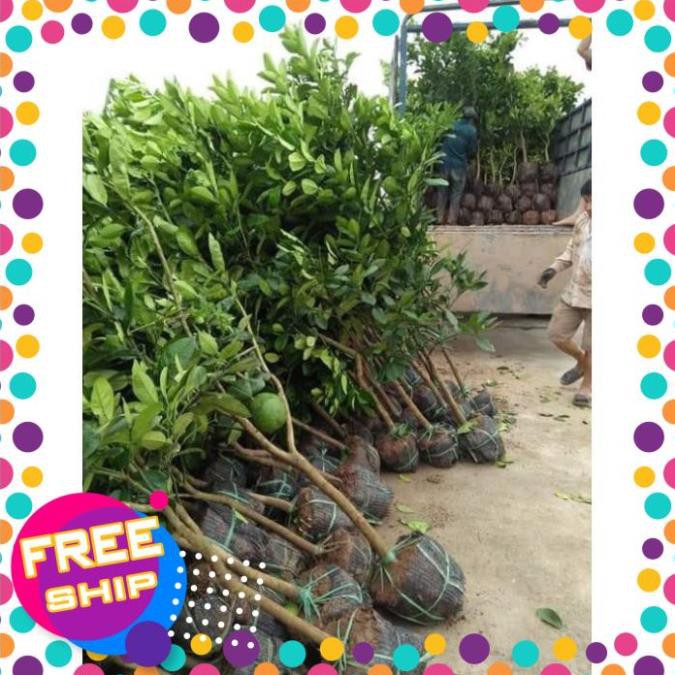 Cây giống bưởi diễn chiết - hàng chuẩn f1 1