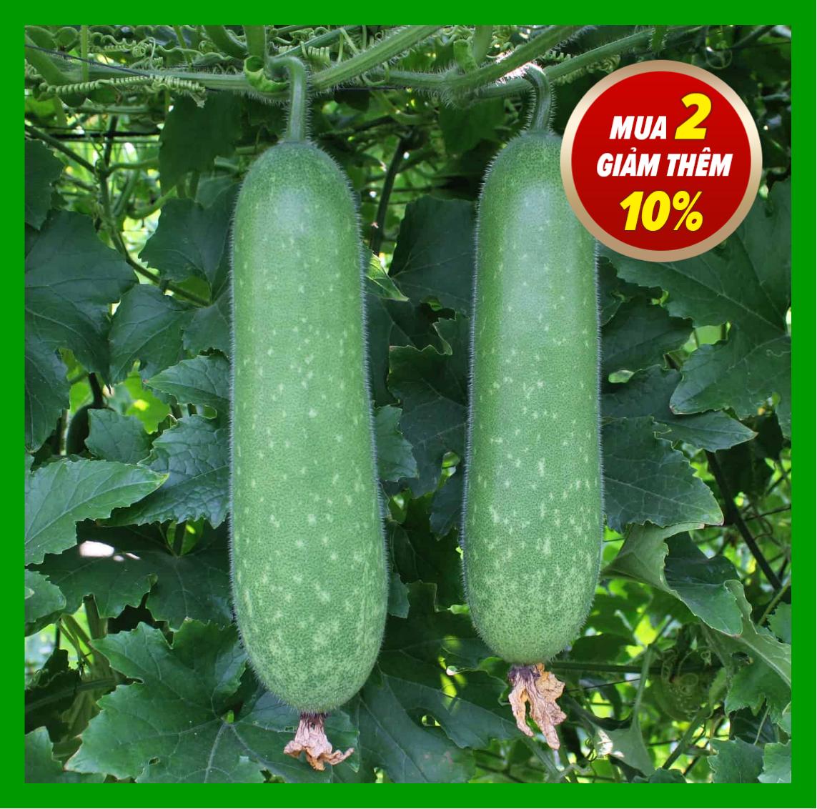 Hạt Giống Bí Đao Chanh