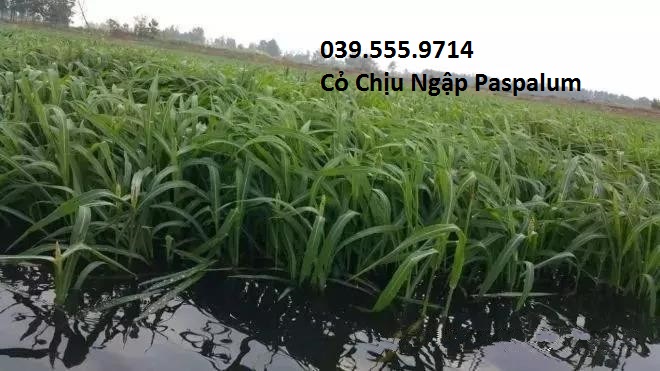 Hạt Cỏ Chăn Nuôi Chịu Ngập Upon Paspalum 200gam